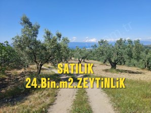BURSA MUDANYA YÖRÜKALİ,DE SATILIK DENİZMANZARALI 24.DÖNÜM ZEYTİNLİK