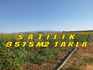 İZMİR DİKİLİ KABAKUMDA SAHİLE YAKIN SATILIK 8575m2.TARLA