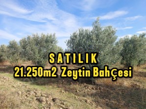 BURSA YENİŞEHİR KAVAKLIDA SATILIK VERİMLİ 21,250m2 ZEYTİN BAHÇESİ