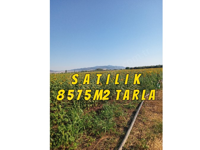 İZMİR DİKİLİ KABAKUMDA SAHİLE YAKIN SATILIK 8575m2.TARLA