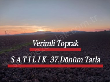 İZMİR BERGAMA OVACIKTA SATILIK TARIMA UYGUN VERİMLİTOPRAK OTUZYEDİ DÖNÜM TARLA