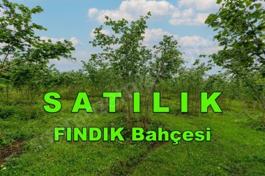 ORDU PERŞEMBE KUTLUCADA FIRSAT TAKASA AÇIK SATILIK 3540m2 FINDIK BAHÇESİ