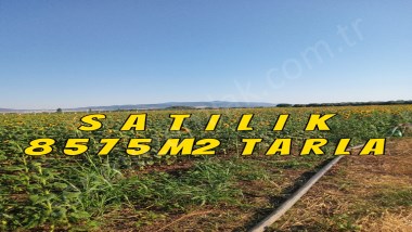 İZMİR DİKİLİ KABAKUMDA SAHİLE YAKIN SATILIK 8575m2.TARLA