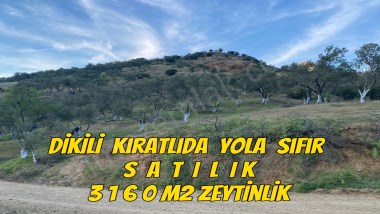 İZMİR DİKİLİ KIRATLIDA YOLA SIFIR DENİZ MANZARALI SATILIK 3160m2 ZEYTİNLİK