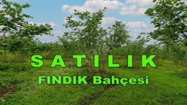 ORDU PERŞEMBE KUTLUCADA FIRSAT TAKASA AÇIK SATILIK 1200m2 FINDIK BAHÇESİ