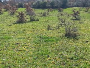 ÇANAKKALE BİGA RAMAZANLAR KÖYÜNDE ORMANA CEPHE 24.400 m2 FIRSAT ARAZİ