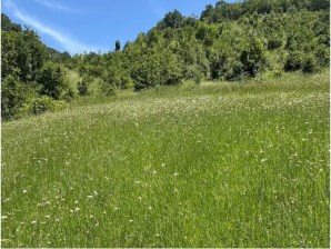 ÇANAKKALE BİGA BEZİRGANLAR KÖYÜNDE 14.565 M2 SATILIK TARLA 