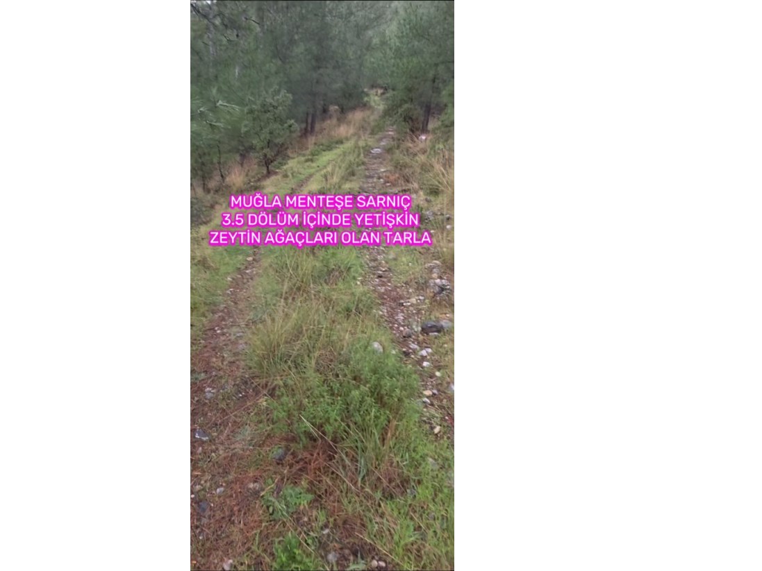 MUĞLA MENTEŞE SARNIÇ TA 3.5 DÖLÜM YATIRIMA UYGUN SATİLİK TARLA 