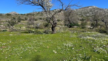 Marmaris Lider Emlak selimiyeden bozburun da satilik yatırıma uygun tarla 