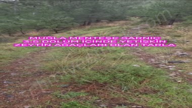 MUĞLA MENTEŞE SARNIÇ TA 3.5 DÖLÜM YATIRIMA UYGUN SATİLİK TARLA 