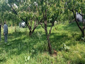 Satılık 14 Dönüm Kayısı Bahçesi,