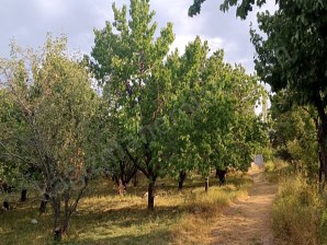 Satılık 1080 metre kare kayısı bahçesi,