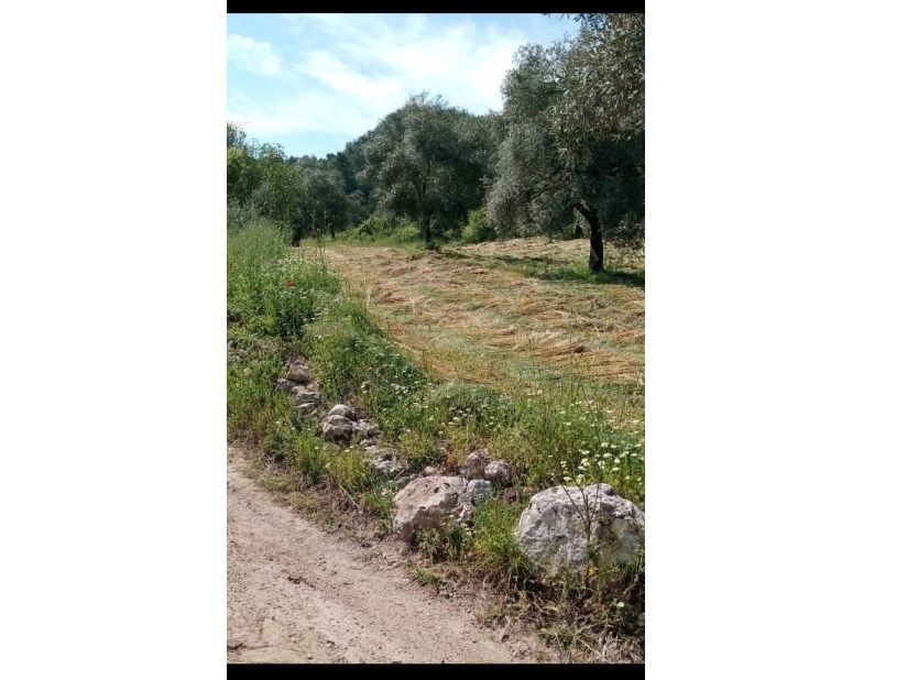 🏞️ MUĞLA  ALATEPEDE BAKIMLI ZEYTİNLİ TARLA!