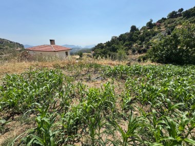 ZEYTİN KÖYDE 237 M2 İMARLI ARSA 