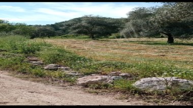 🏞️ MUĞLA  ALATEPEDE BAKIMLI ZEYTİNLİ TARLA!