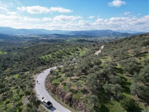  Bodrum Mumcular Çömlekçide 3.737 m2 Satılık Zeytinlik