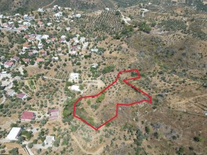 Bodrum Mazıda 6.873 m² Zeytinlik Satılık Tarla