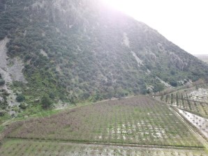 DALYAN SATILIK 10 DÖNÜM NARTARLASI