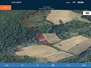  Lütfiyede 2400m2 Korusuyla Satılık Tarla