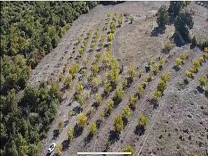 Karaoğlanda Takaslı 14050m2 190 Adet Ağaçlı Ceviz Bahçesi