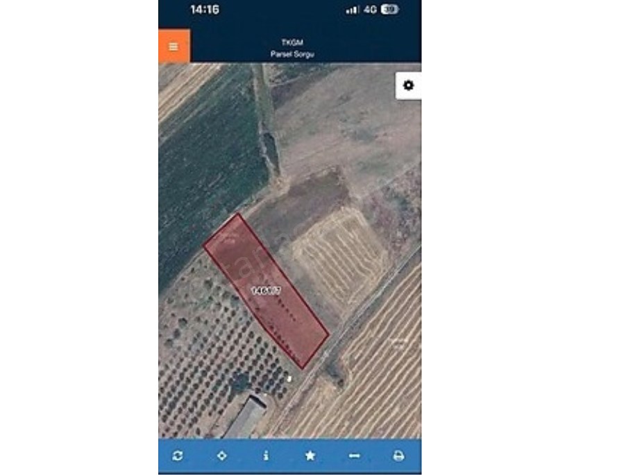 DOĞANCIda 17 AĞAÇLI SATILIK ZEYTİNLİK