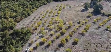 Karaoğlanda Takaslı 14050m2 190 Adet Ağaçlı Ceviz Bahçesi