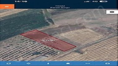 DOĞANCIda 17 AĞAÇLI SATILIK ZEYTİNLİK