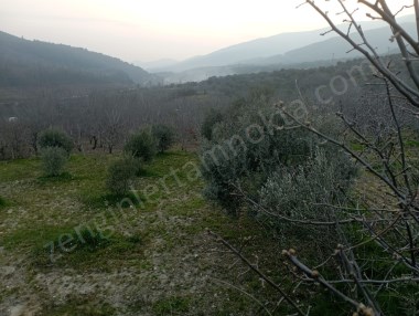 İZMİR BAYINDIR KIZILKEÇELİ DE 1300 M2 SATILIK ZEYTİNLİK