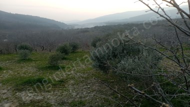 İZMİR BAYINDIR KIZILKEÇELİ DE 1300 M2 SATILIK ZEYTİNLİK