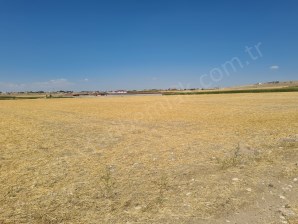 ÇAVDARLIDA 21.5  DÖNÜM   SATILIK VERİMLİ DÜZ TARLA 