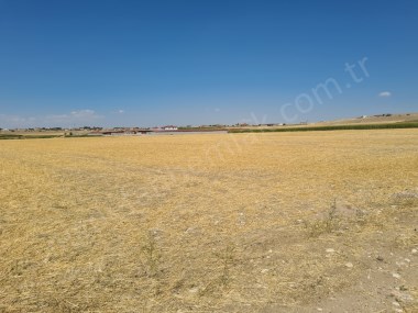 ÇAVDARLIDA 21.5  DÖNÜM   SATILIK VERİMLİ DÜZ TARLA 