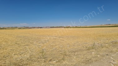 ÇAVDARLIDA 21.5  DÖNÜM   SATILIK VERİMLİ DÜZ TARLA 
