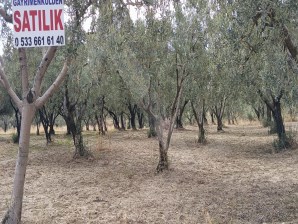 ERİKLİCE MERKEZE YAKIN YATIRIMLIK VERİMDE ZEYTİNLİK