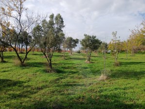 🌿 HOŞKÖYDE DOĞAYLA İÇ İÇE, DENİZ MANZARALI YATIRIM FIRSATI! 🌊