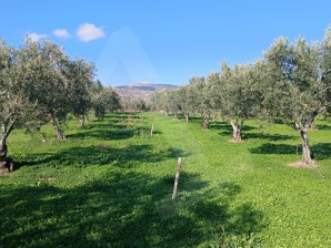 Erikliçede Deniz Manzarasına Hakim, Yolu Olan Satılık Zeytinlik FIRSATI
