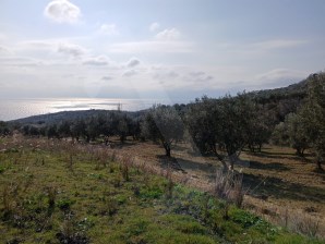 arköy Çınarlıda Deniz Manzaralı, Yüksek Verimli 2.450 m² Zeytinlik