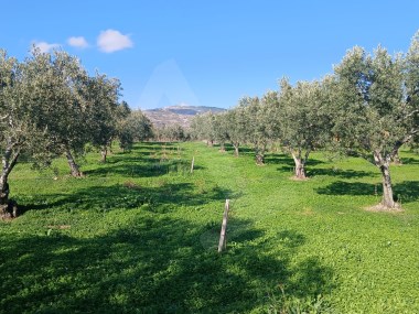 Erikliçede Deniz Manzarasına Hakim, Yolu Olan Satılık Zeytinlik FIRSATI