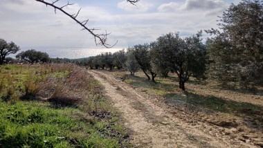 CINARLI KÖY ALTINDA DENİZ MANZARALI 2450M2 ZEYTİNLİK