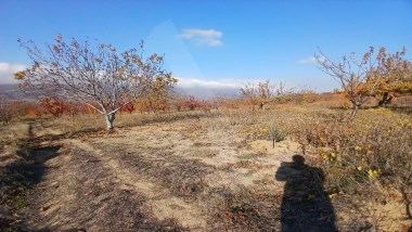 CINARLI MH KONUMU GÜZEL 2670m2 KİRAZ BAHCESİ