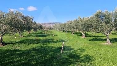 Erikliçede Deniz Manzarasına Hakim, Yolu Olan Satılık Zeytinlik FIRSATI