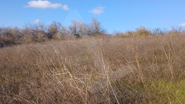 TEKİRDAĞ ŞARKÖY KİRAZLI MAH KÖYE YÜRÜME MESAFESİNDE 1350M2 TARLA