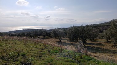 arköy Çınarlıda Deniz Manzaralı, Yüksek Verimli 2.450 m² Zeytinlik