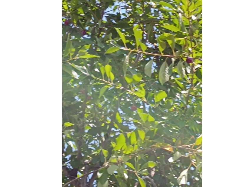 TURHAL MERKEZ AMASYA YOLU ANA YOLA 300 M2 2300 M2 HER CEŞİT MEYVE BAKCESİ SATILIK
