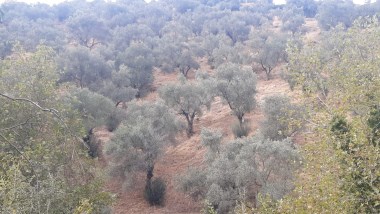KONAKLI MAHALLESİ TEZEKLİ MEVKİİ SATILIK 2960 M2 ZEYTİNLİK (100 AĞAÇ)